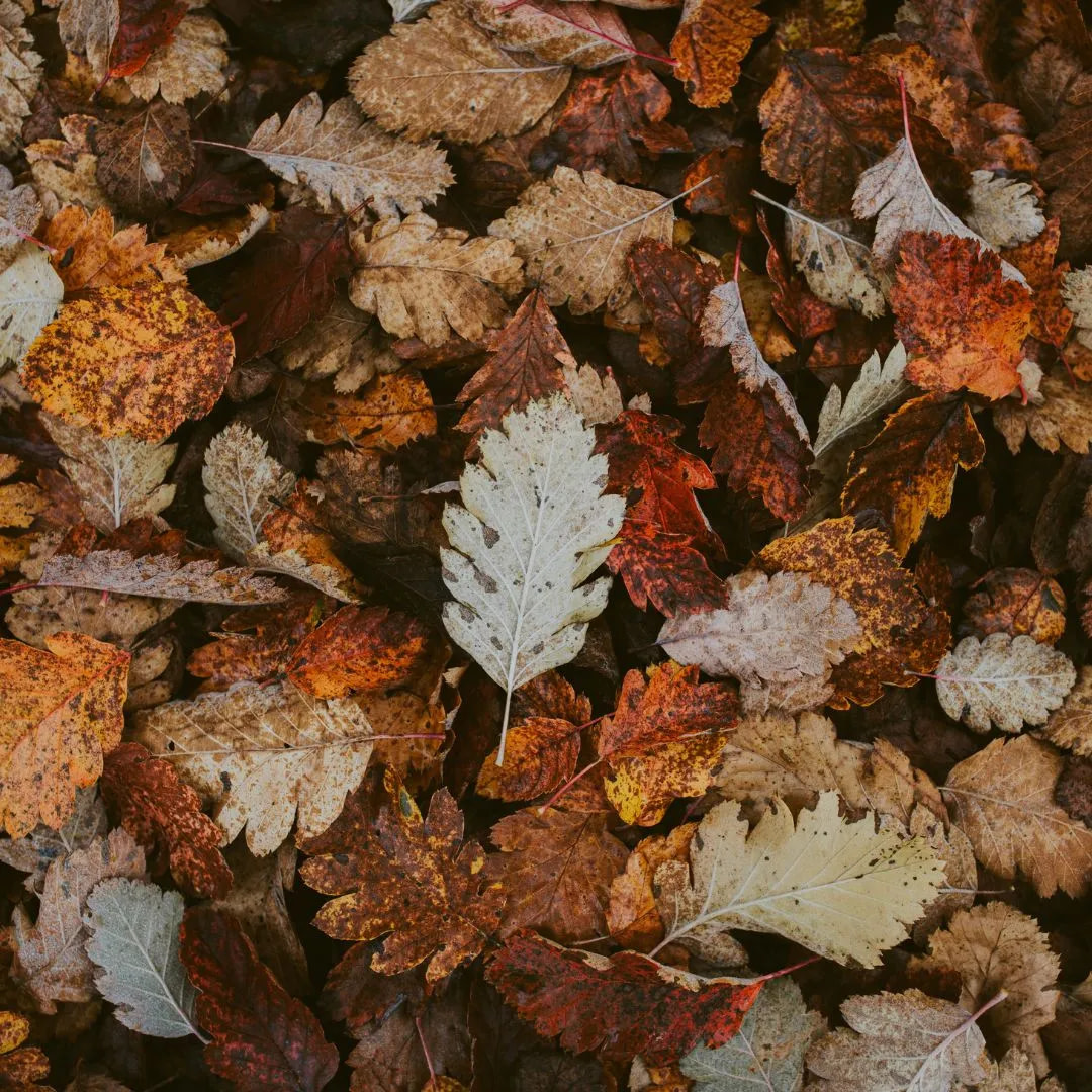 Dried leaved on the ground