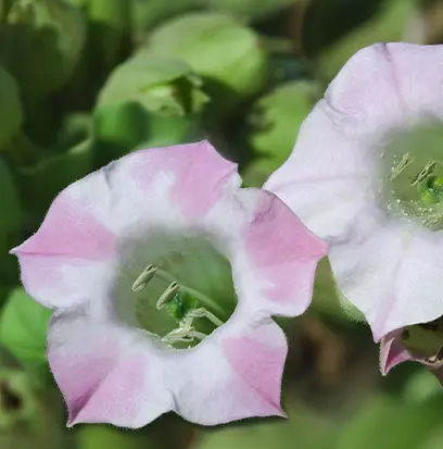 White and pink Tobacco Flower