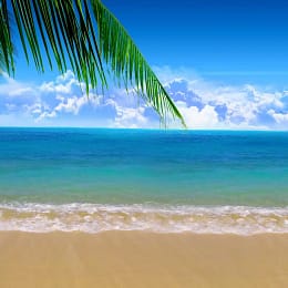Caribbean beaches with palm trees chair and sun blocker