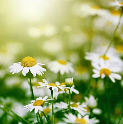Chamomile fields in spring